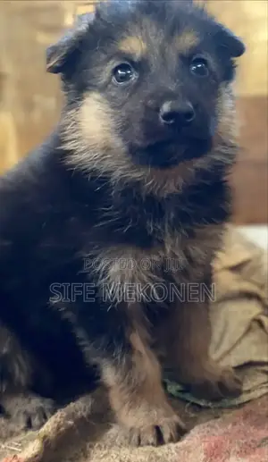 1-3 months Male Purebred German Shepherd