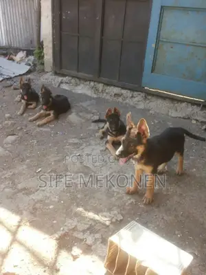 1-3 months Male Purebred German Shepherd