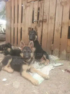 Photo - 1-3 months Male Purebred German Shepherd