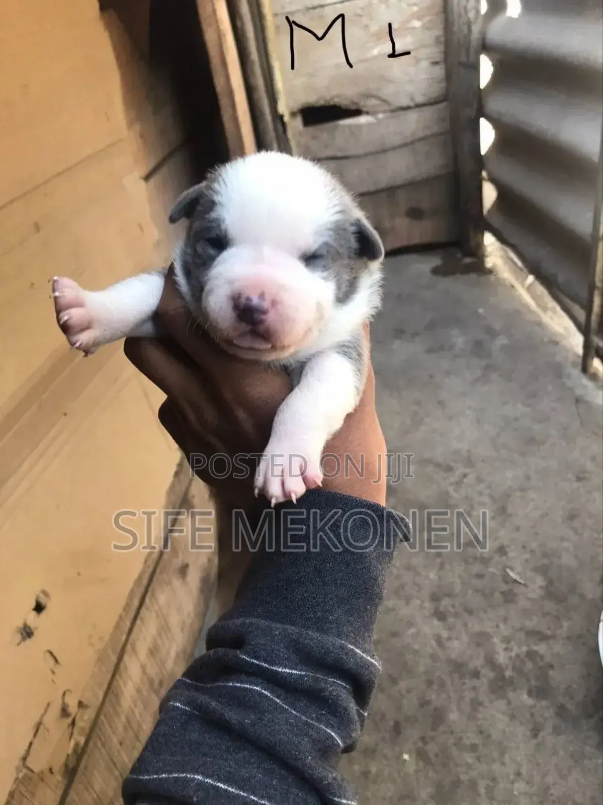 1-3 months Male Purebred American Pit Bull Terrier
