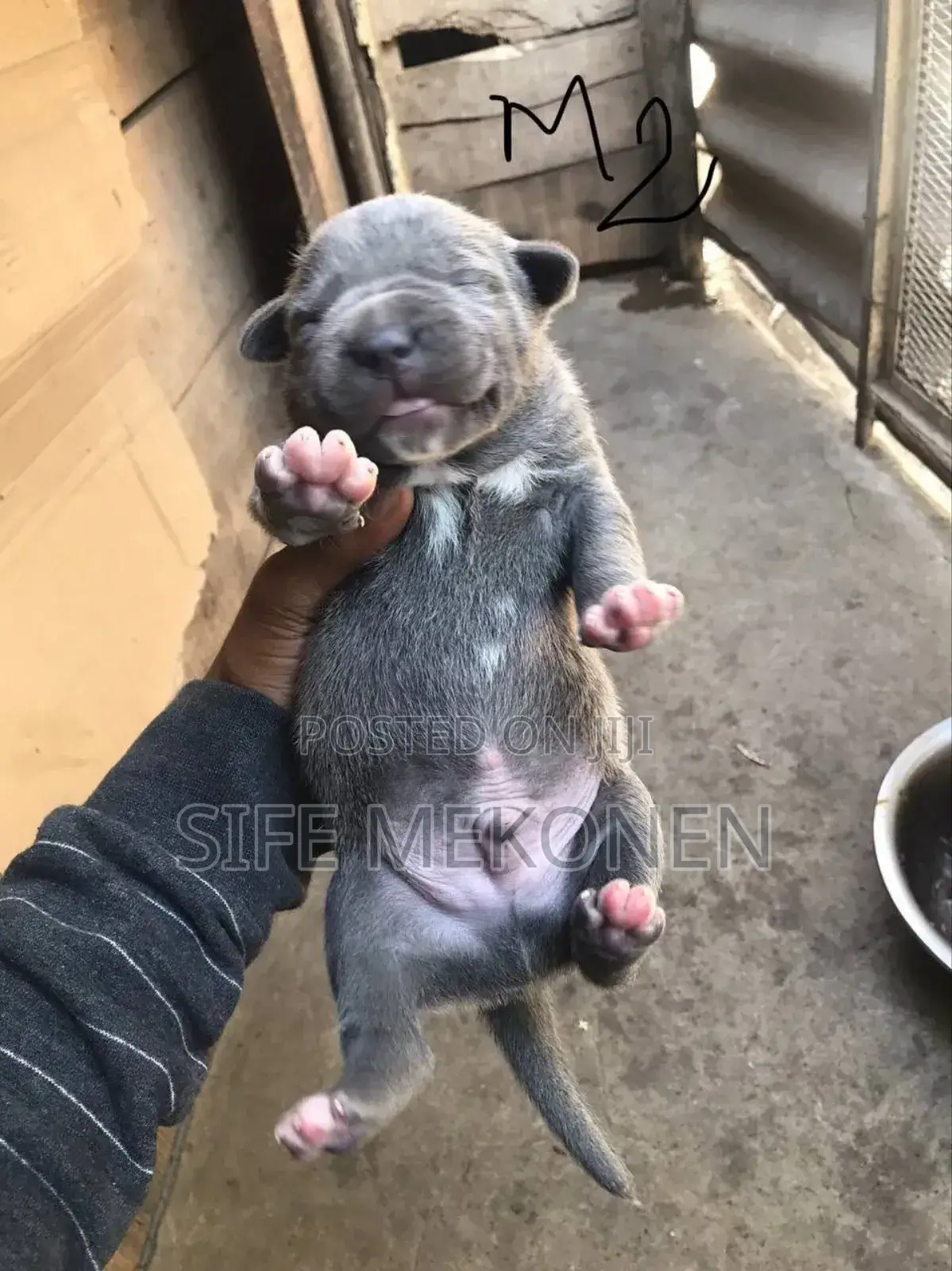 1-3 months Male Purebred American Pit Bull Terrier