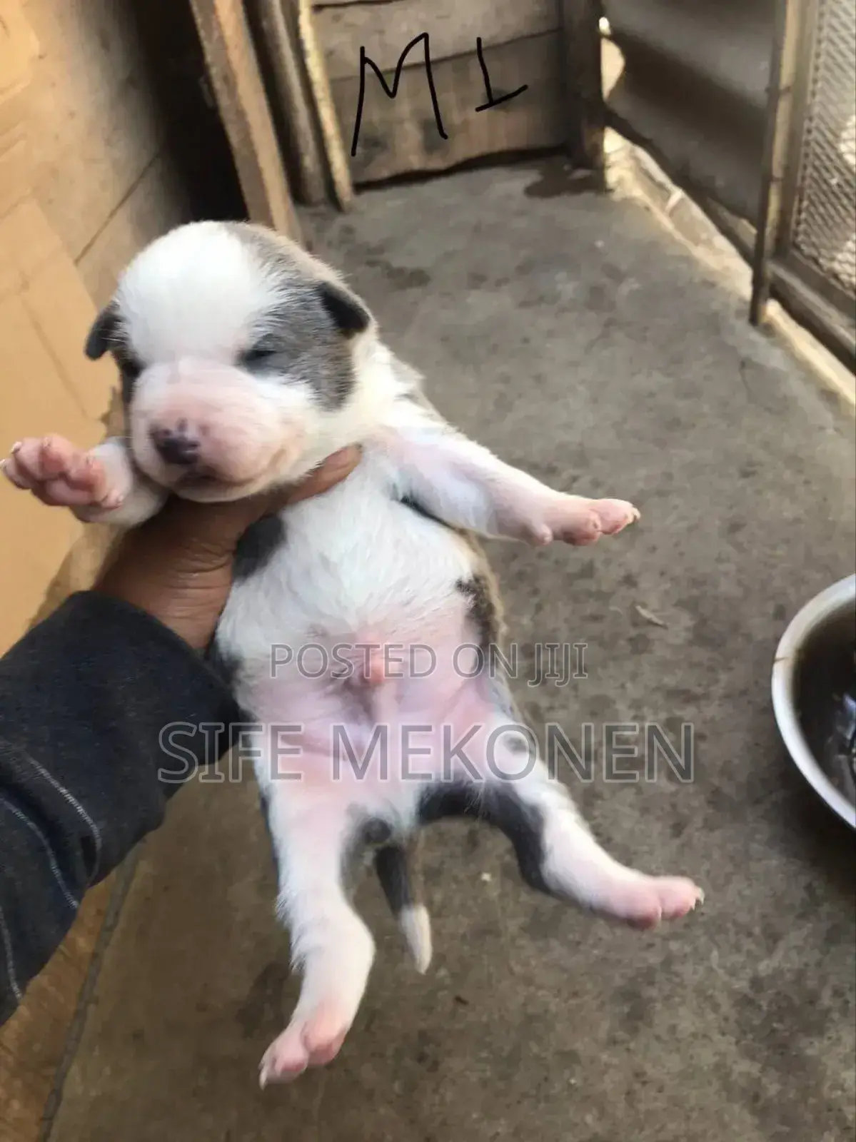 1-3 months Male Purebred American Pit Bull Terrier