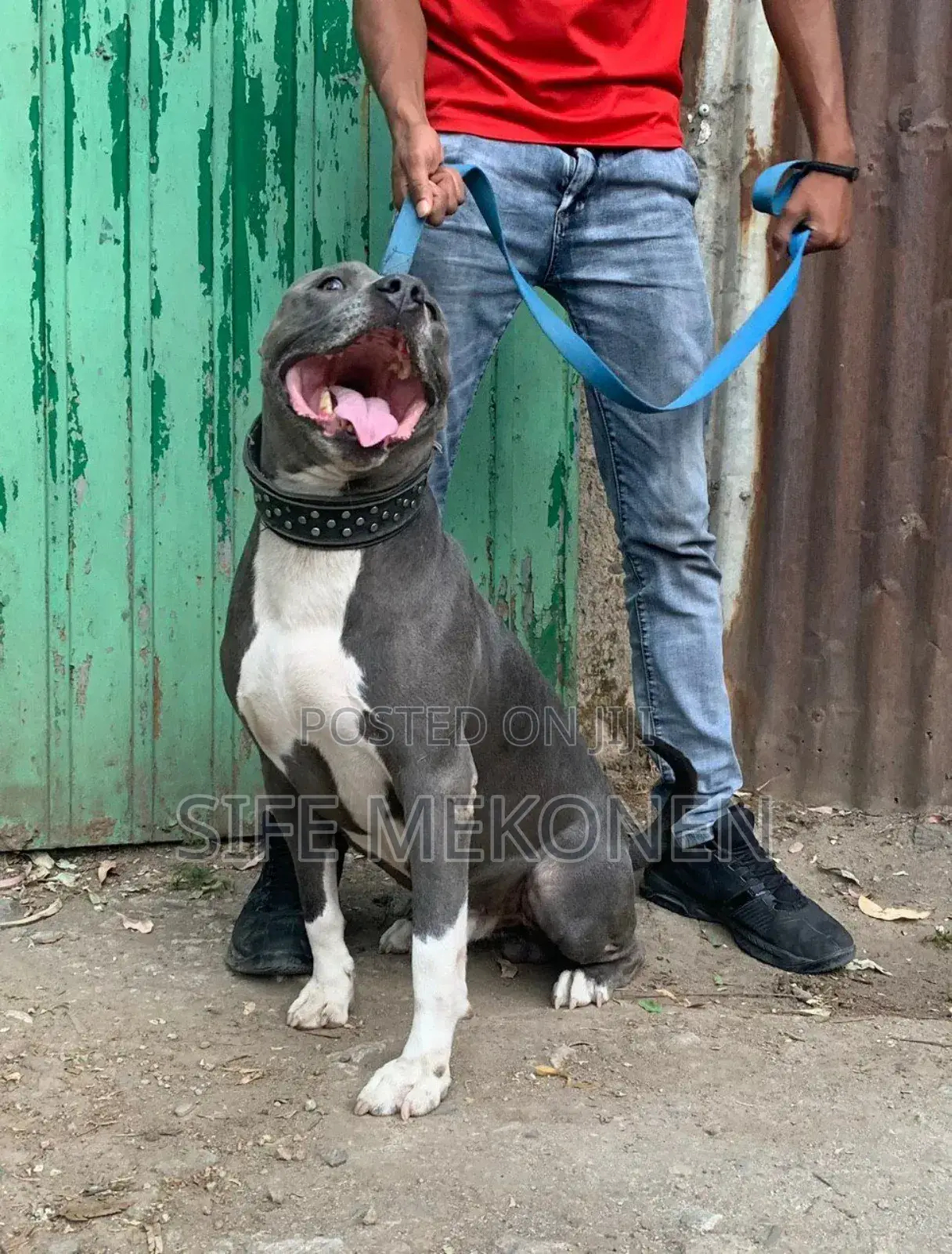 1-3 months Male Purebred American Pit Bull Terrier