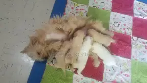 Photo - 1-3 months Male Purebred Maltese