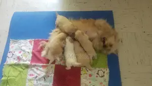 1-3 months Male Purebred Maltese