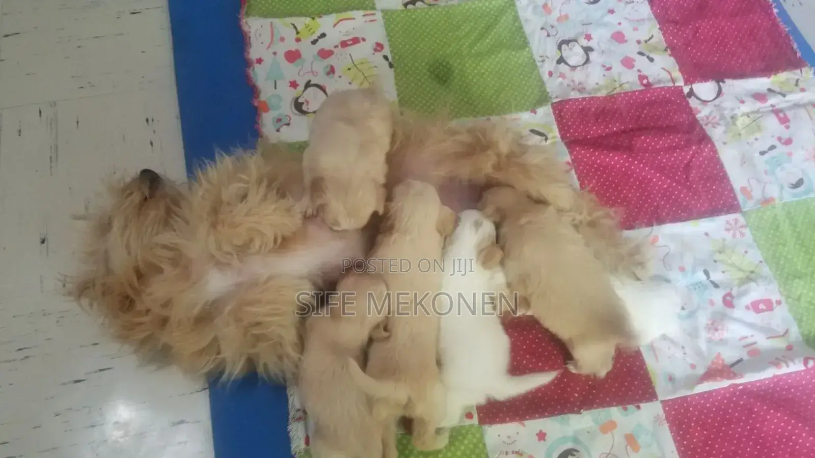 1-3 months Male Purebred Maltese