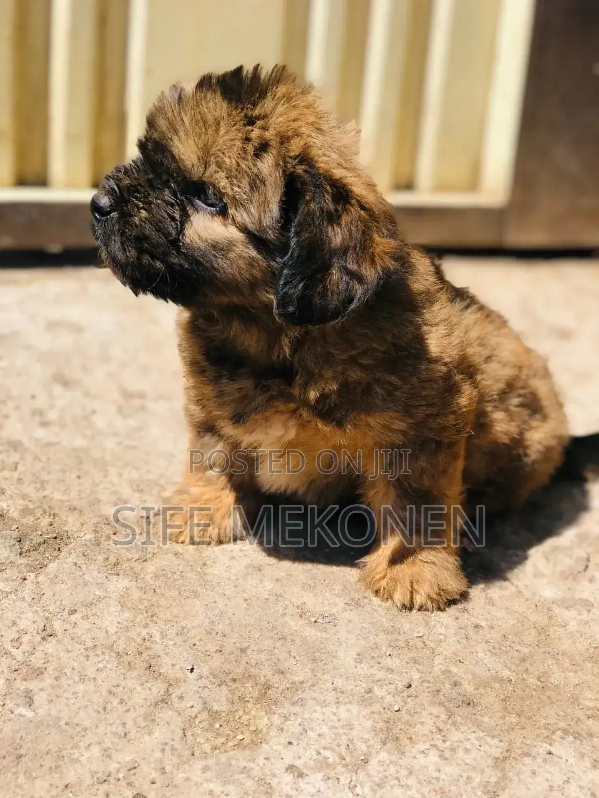 1-3 months Male Purebred Maltese