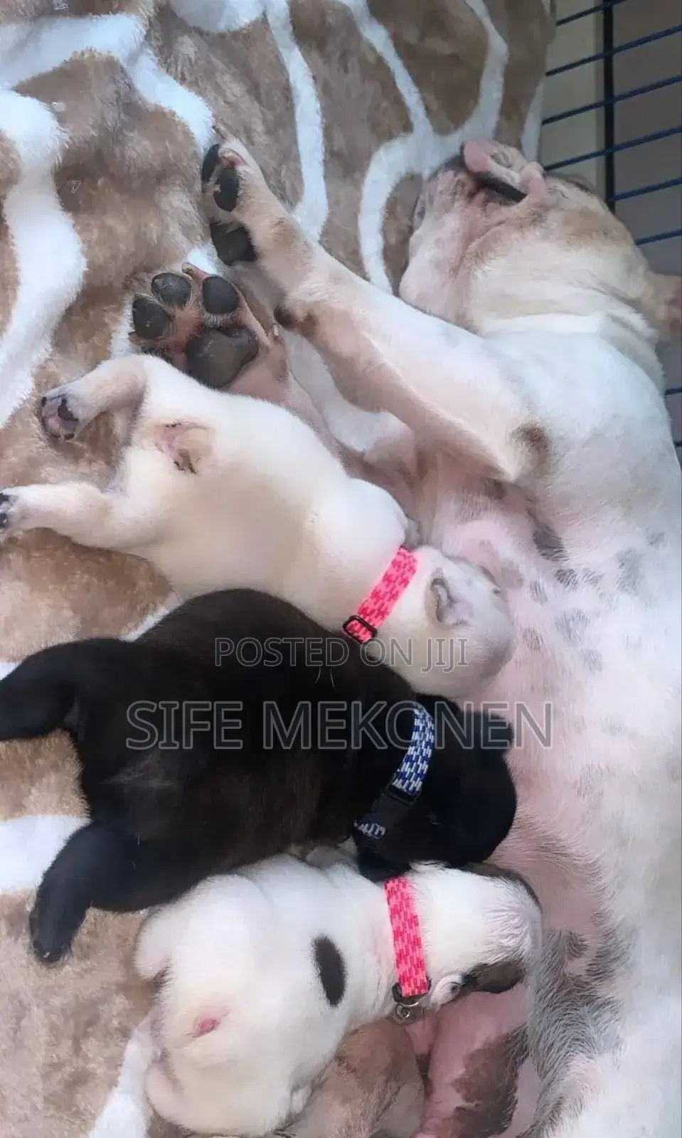 1-3 months Male Purebred American Bulldog