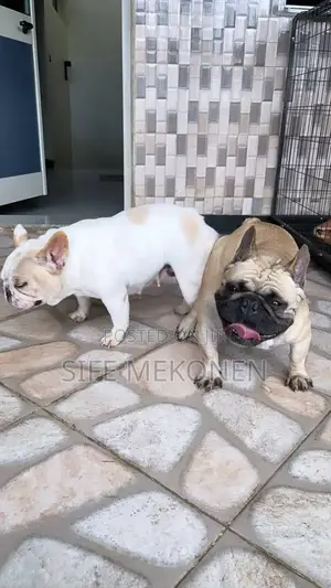 Photo - 1-3 months Male Purebred American Bulldog