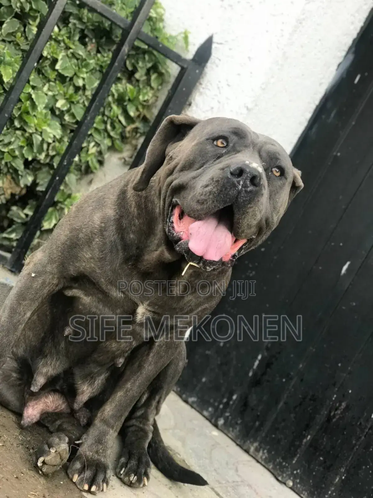 1-3 months Male Purebred Bullmastiff