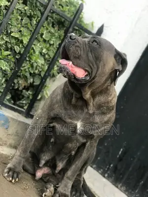 1-3 months Male Purebred Bullmastiff