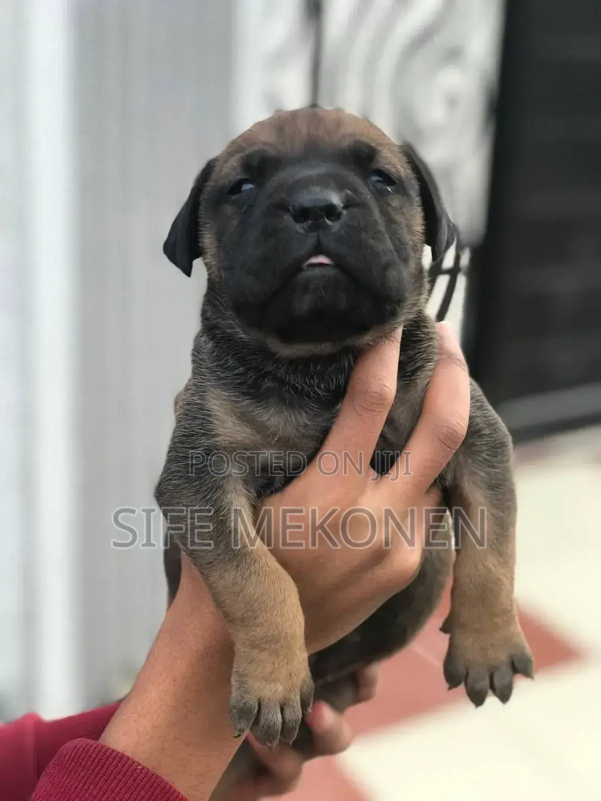 1-3 months Male Purebred Bullmastiff