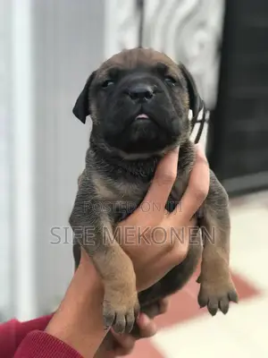 1-3 months Male Purebred Bullmastiff