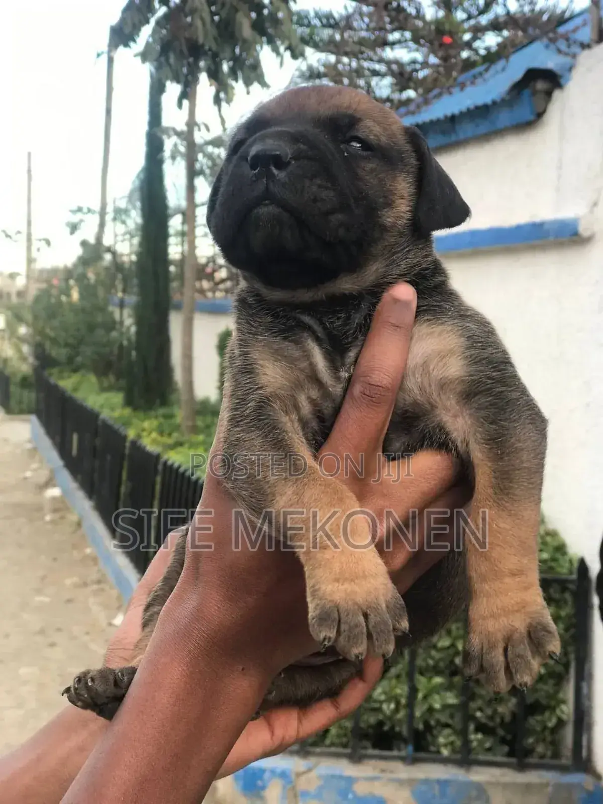 1-3 months Male Purebred Bullmastiff