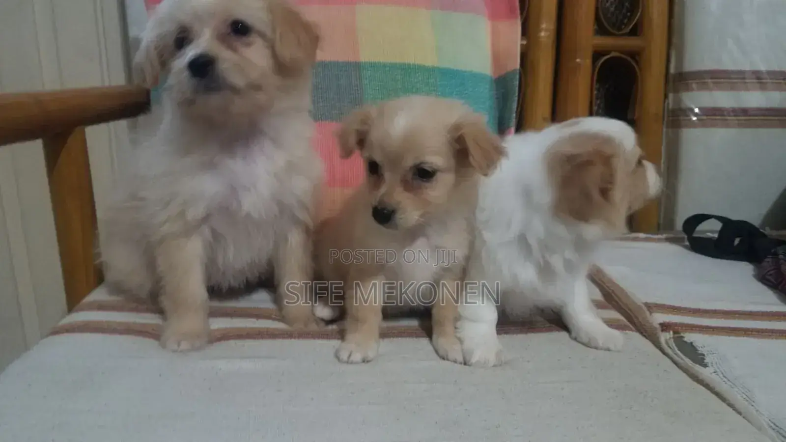 1-3 months Male Purebred Maltese