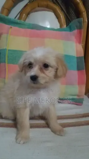 1-3 months Male Purebred Maltese