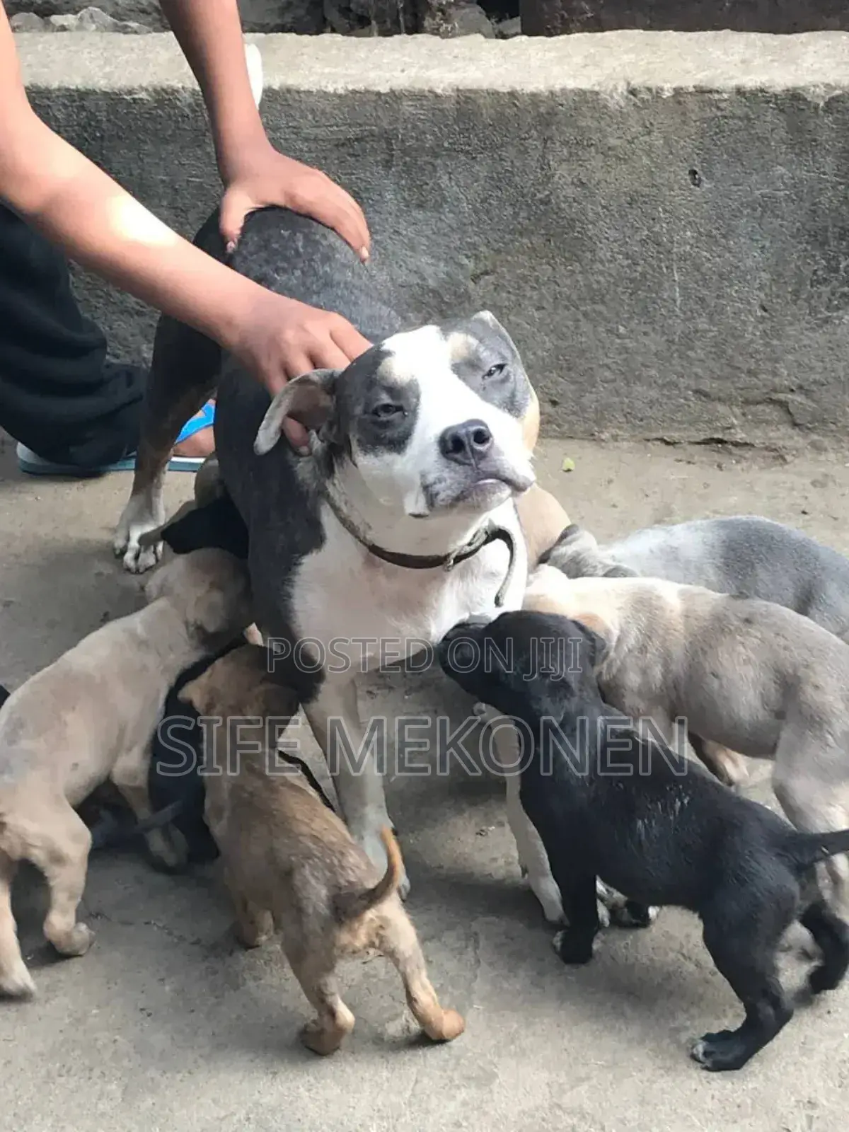 1-3 months Male Purebred American Pit Bull Terrier