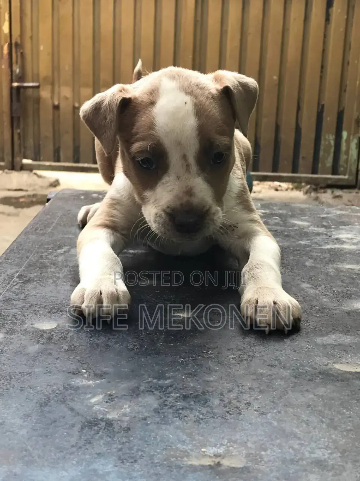 1-3 months Male Purebred American Pit Bull Terrier