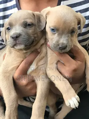 1-3 months Male Purebred American Pit Bull Terrier