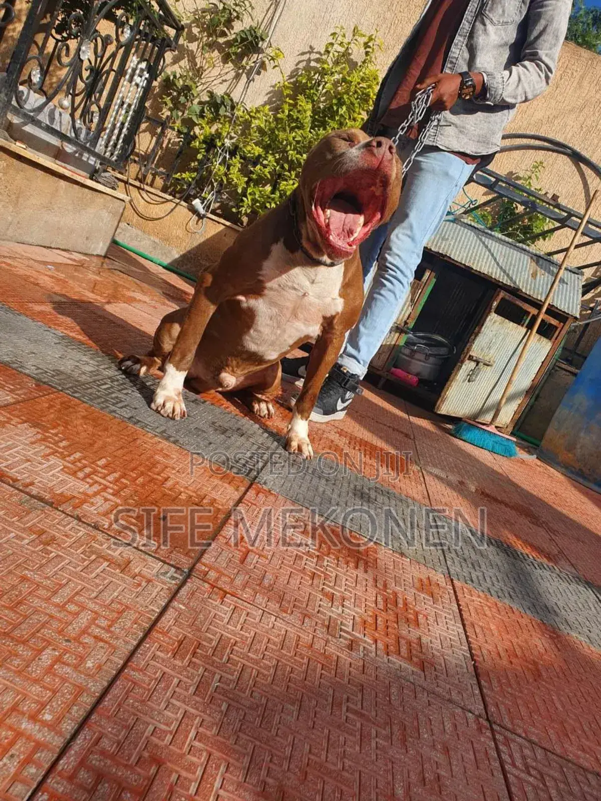 1-3 months Male Purebred American Pit Bull Terrier