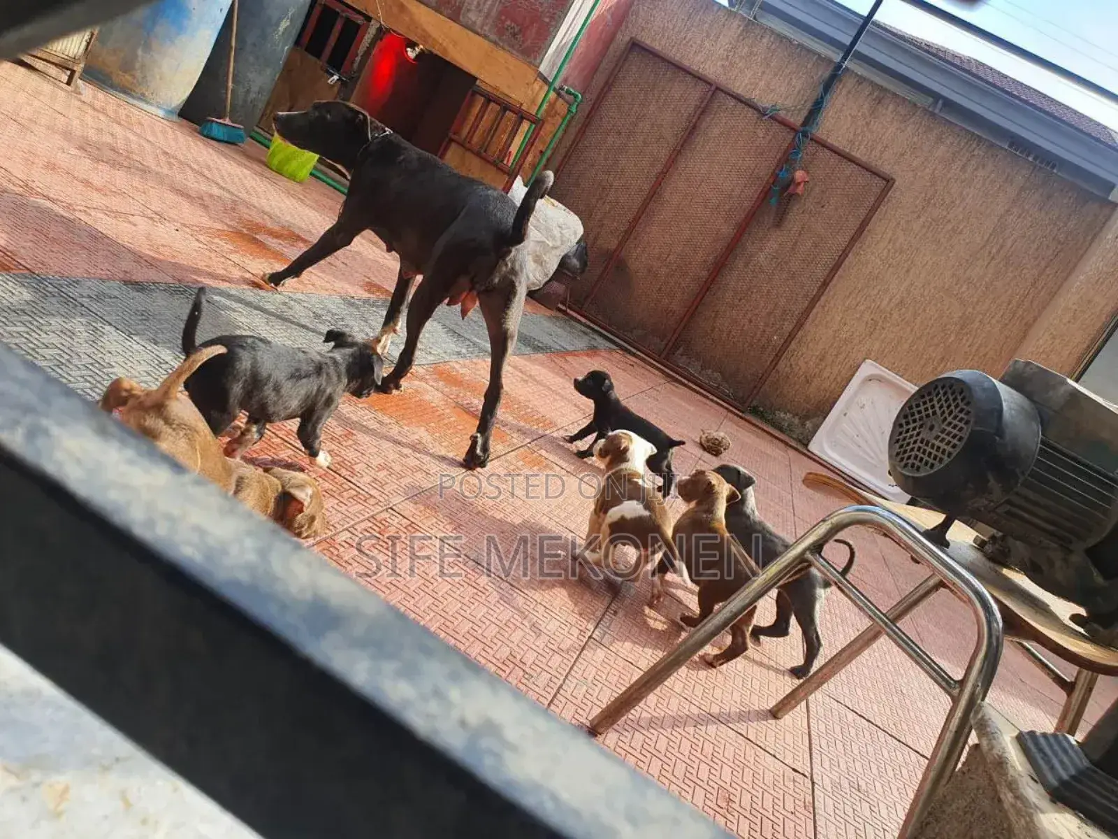 1-3 months Male Purebred American Pit Bull Terrier