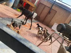 1-3 months Male Purebred American Pit Bull Terrier