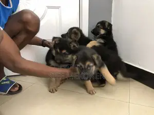 1-3 months Male Purebred German Shepherd
