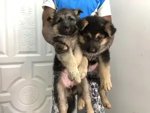 Photo - 1-3 months Male Purebred German Shepherd