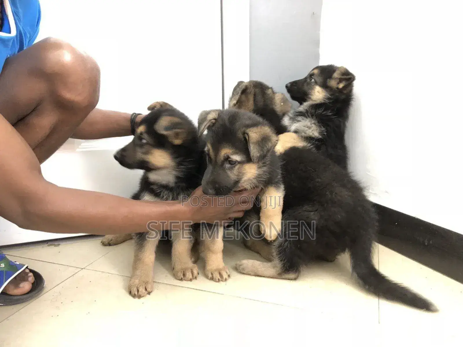 1-3 months Male Purebred German Shepherd