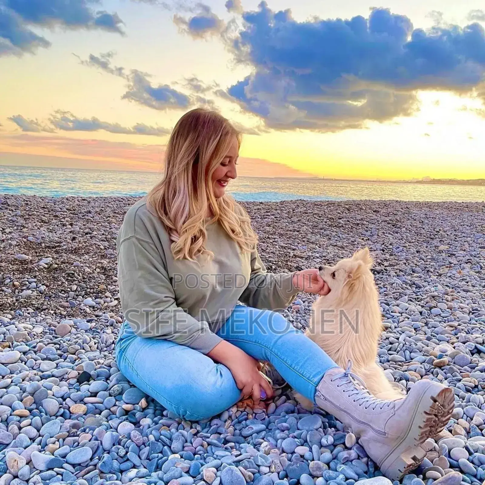 1-3 months Male Purebred Pomeranian