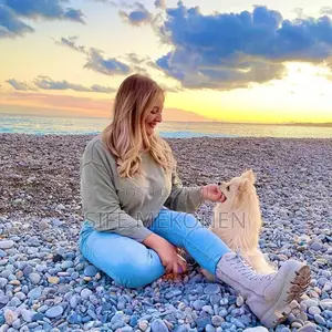 1-3 months Male Purebred Pomeranian