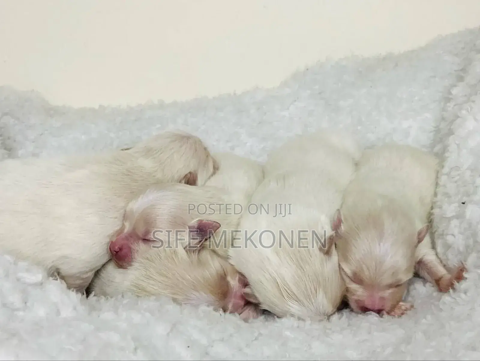 1-3 months Male Purebred Pomeranian