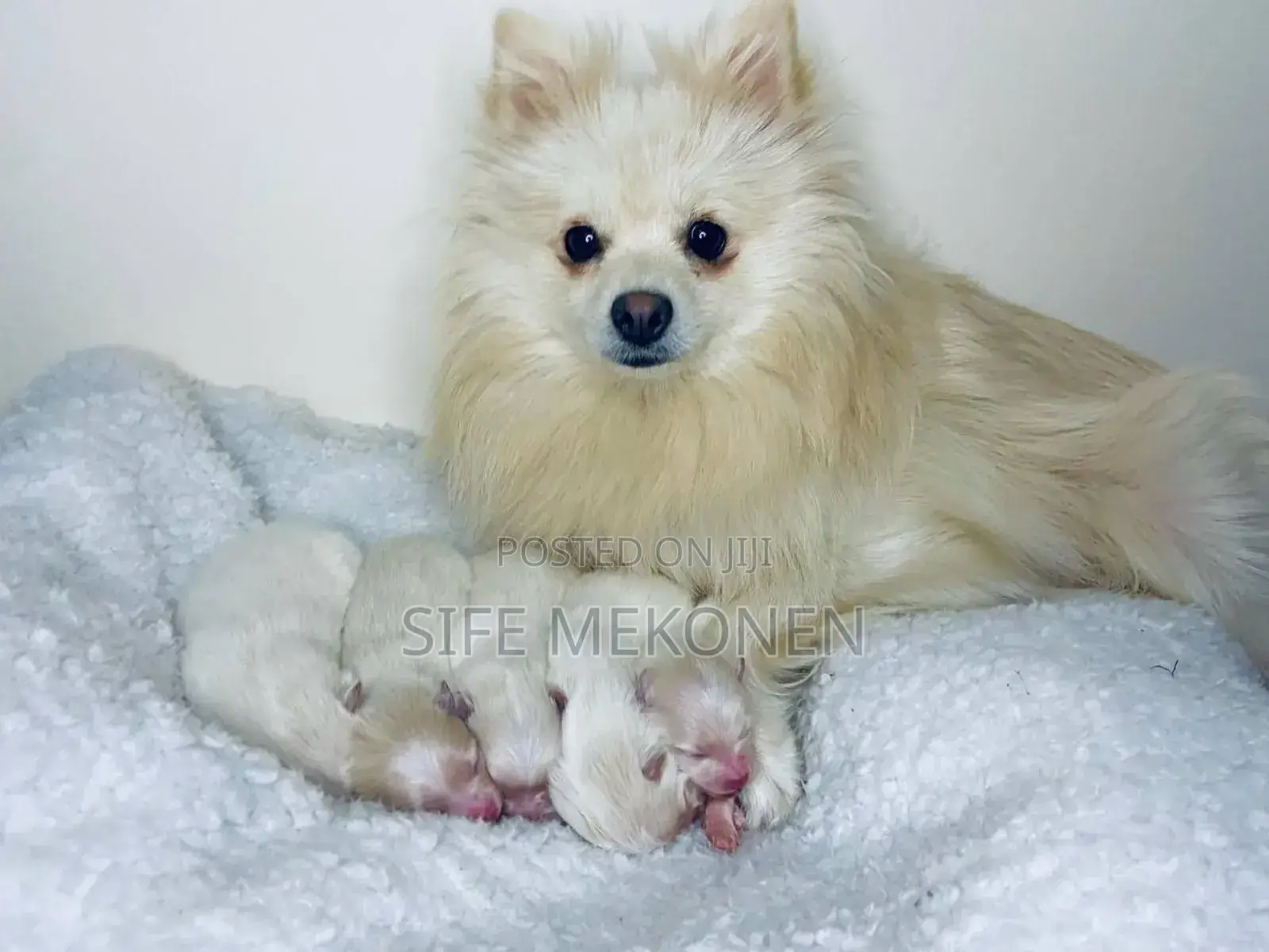 1-3 months Male Purebred Pomeranian