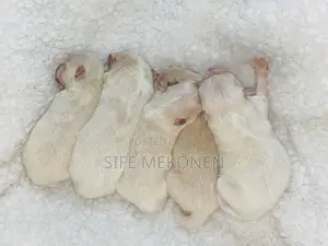 1-3 months Male Purebred Pomeranian