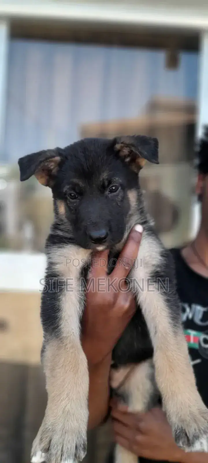 1-3 months Male Purebred German Shepherd