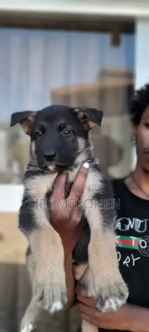 1-3 months Male Purebred German Shepherd
