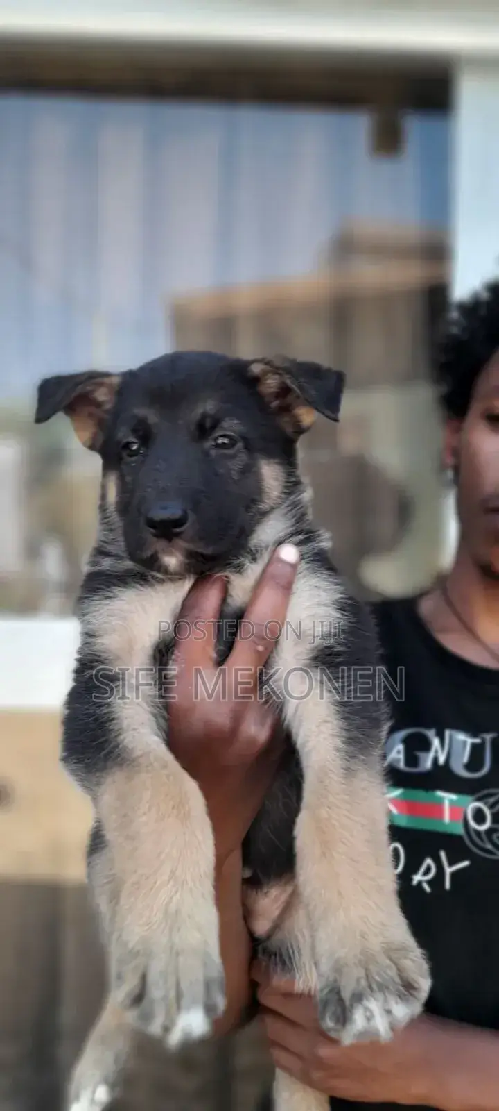 1-3 months Male Purebred German Shepherd