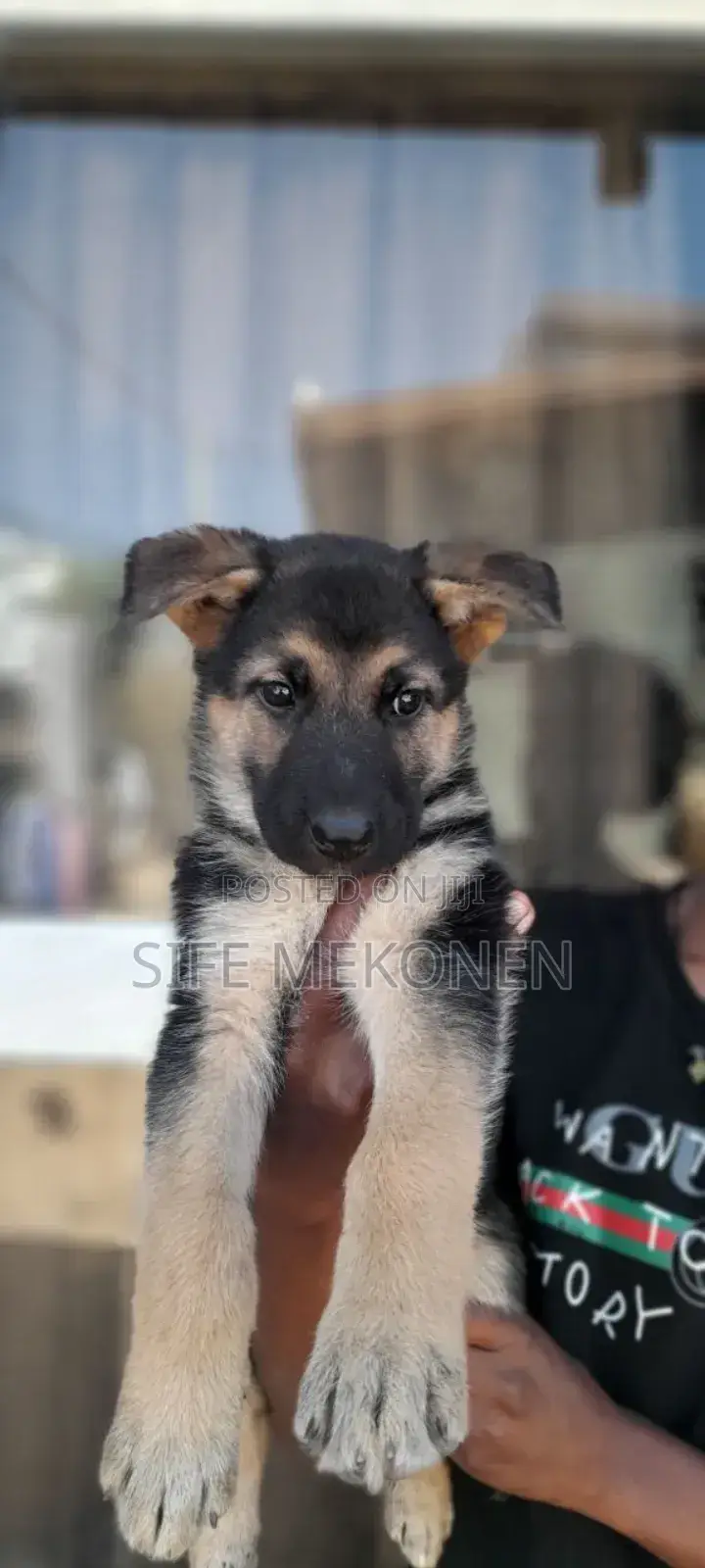 1-3 months Male Purebred German Shepherd