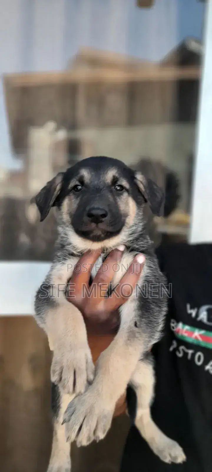 1-3 months Male Purebred German Shepherd