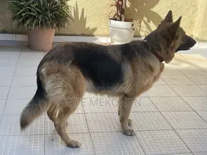 1-3 months Male Purebred German Shepherd