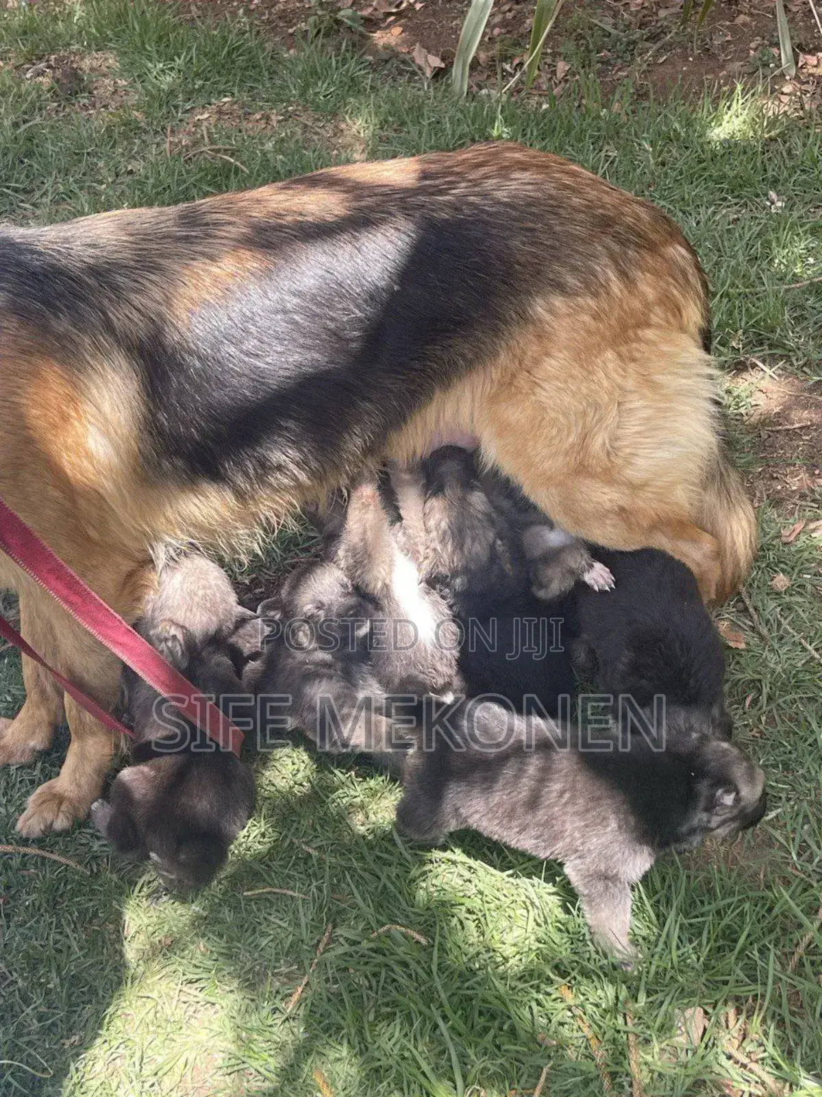 1-3 months Male Purebred German Shepherd