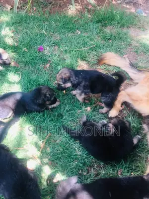 1-3 months Male Purebred German Shepherd