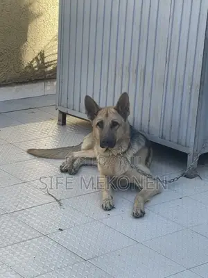 1-3 months Male Purebred German Shepherd