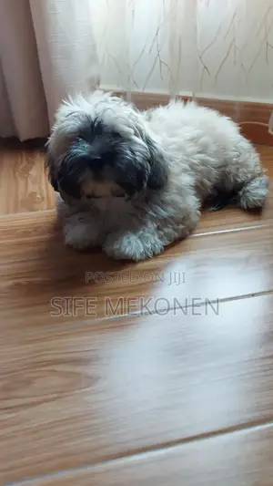 Photo - 1-3 months Male Purebred Maltese