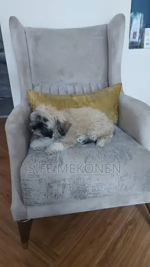 1-3 months Male Purebred Maltese