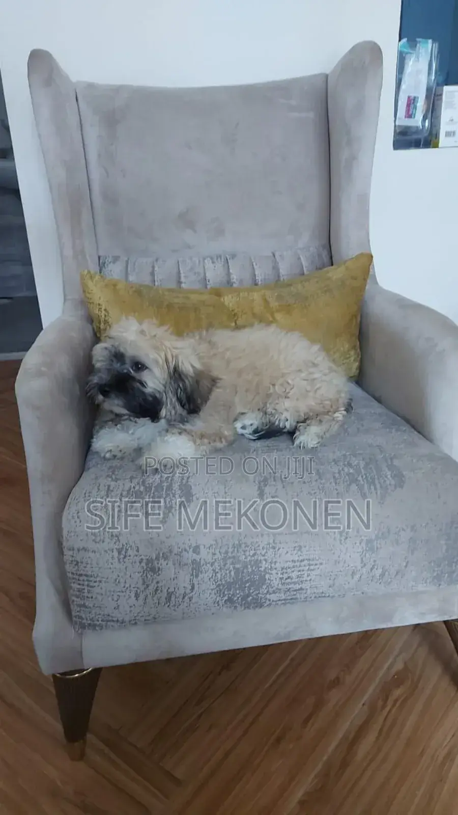 1-3 months Male Purebred Maltese