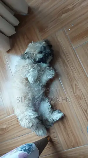 1-3 months Male Purebred Maltese