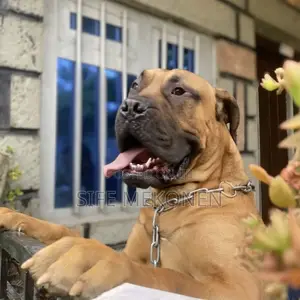 1-3 months Male Purebred Bullmastiff