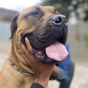 Photo - 1-3 months Male Purebred Bullmastiff