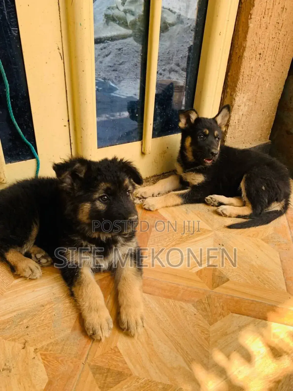 1-3 months Male Purebred German Shepherd